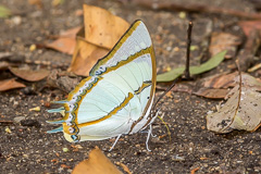 Stately Nawab