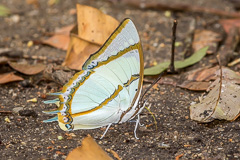 Stately Nawab