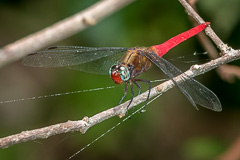 Spine-tufted Skimmer