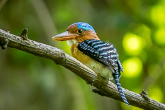 Banded Kingfisher