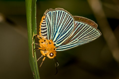 Green-streaked Awlet