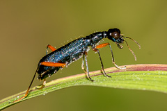 Neocollyris cylindripennis