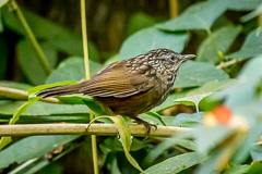 Annam Limestone Babbler