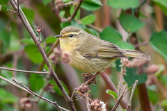 Buff-throated Warbler