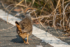 Chinese Francolin