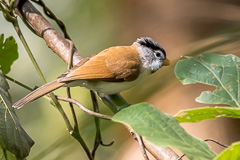 Grey-headed Parrotbill