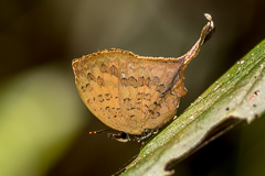 Three-spot Yamfly