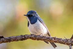 Ultramarine Flycatcher