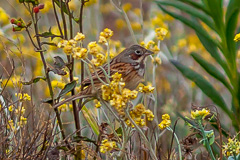 Chestnut-eared Bunting