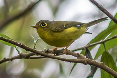 White-spectacled Warbler