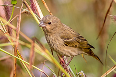 Common Rosefinch