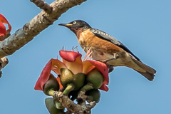 Spot-winged Starling