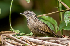 Variable Limestone Babbler