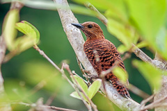 Rufous Woodpecker