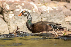 White-winged Duck