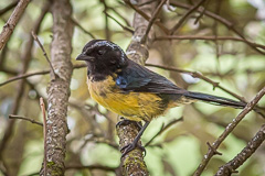 Carriker's Mountain Tanager