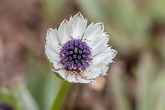 Eryngium humile