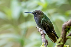 Hoary Puffleg