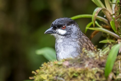 Jocotoco Antpitta