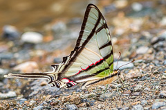 Yellow-spotted Kite Swallowtail
