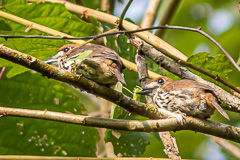 Lanceolated Monklet