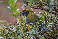 Masked Mountain Tanager