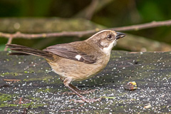 Pale-headed Brushfinch