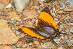 Pansy Daggerwing