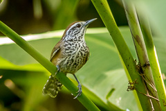Speckle-breasted Wren