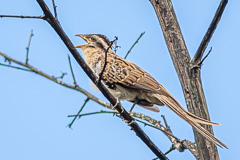 Striped Cuckoo