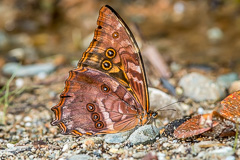 Telemachus Morpho