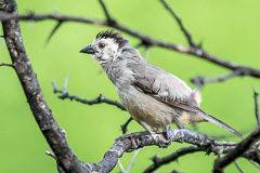 Guayaquil Woodpecker