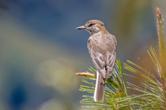 White-tailed Shrike-Tyrant