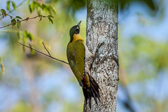 Black-headed Woodpecker