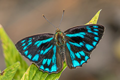 Common Blue Brilliant