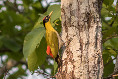 Black-headed Woodpecker