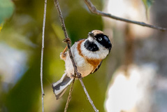 Black-throated Bushtit