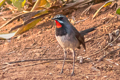 Chinese Rubythroat