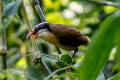 Coral-billed Scimitar Babbler