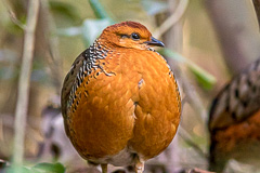 Ferruginous Partridge