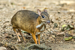 Lesser Mousedeer