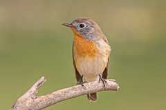 Red-breasted Flycatcher