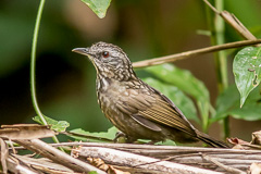 Variable Limestone Babbler