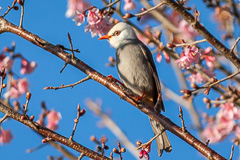 White-headed Bulbul