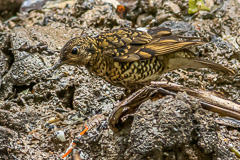 White's Thrush