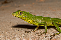 Green Crested Lizard