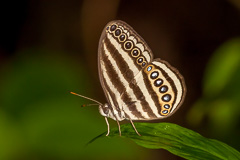 Malayan Ringlet