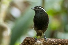 Black-bellied Gnateater