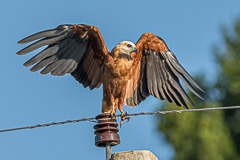 Black-collared Hawk