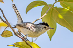 Caatinga Antwren